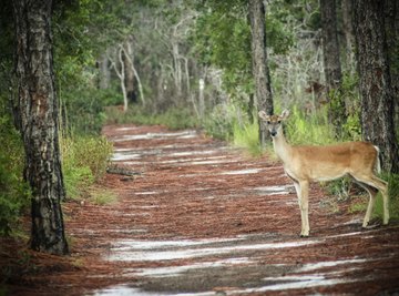 White tailed deer crossing path near North Carolina wetlands