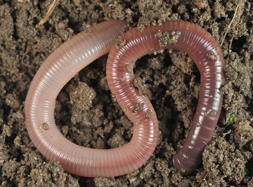 The band near an earthworm's head serves as a mating signal.