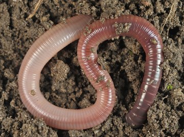 How Do Worms Reproduce?