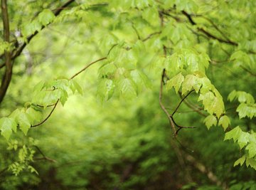 In higher elevations in the southeast, acid rain and deposition have killed off spruce-fir forests on mountaintops.