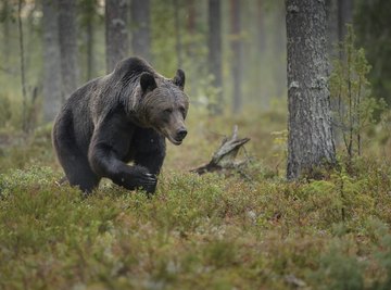 A brown bear walking through the boreal forest.