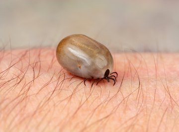 Some ticks take on a lighter color when they are enlarged by a blood feeding.