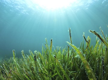 Thousands of seaweed species are thought to exist.