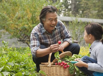 Grandfather and granddaughter putting garden vegetables in a basket.