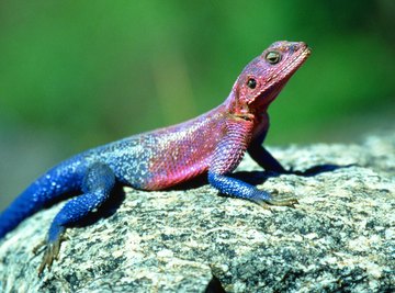 A lizard regulating its body temperature by basking is an example of homeostasis.