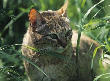 The sand cat actually survives without the presence of water, obtaining moisture through its prey.