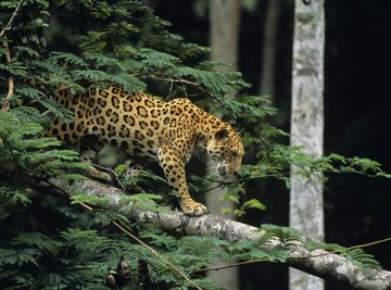 Jaguars are one of the larger mammals that are present in the rainforest.