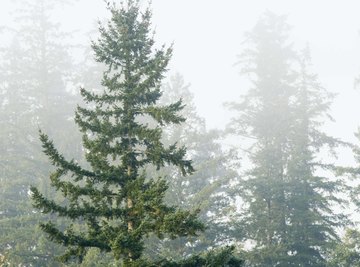 Conifers feature pollen cones, seed cones or both.