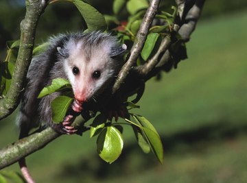 Opossums are generally harmless.
