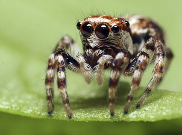 Common Spiders in South Africa