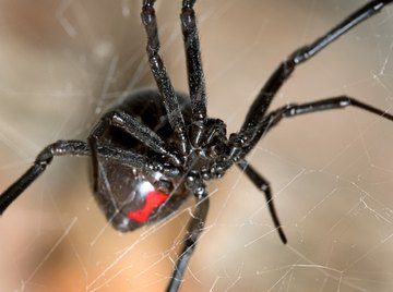 Pennsylvania Spiders That Bite