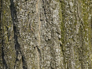 Some kinds of lichen favor arboreal habitat.