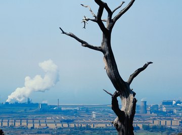 Acid rain has caused dramatic damage in the eastern part of the United States.