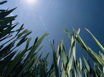 Corn starch is a common corn-based product.