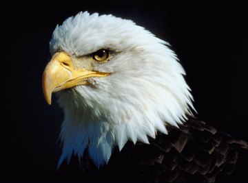 An American bald eagle is an example of a predator and a carnivore.