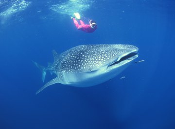 Whale sharks are docile enough for people to swim near them.