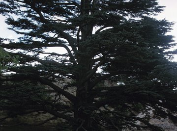 True cedars of the Old World are not closely related to North American white-cedars.
