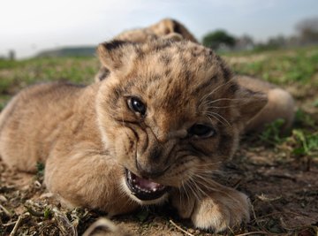 One-month old baby lion.