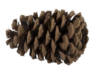 A pine cone opens up when it's ready to release seeds.