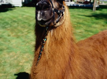 Researchers found an infertile female llama with a missing X chromosome.