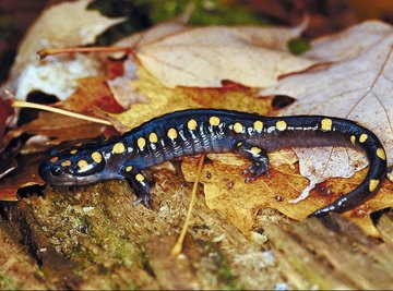 The spotted salamander is one of several salamanders found throughout North America that lives under logs, stumps and rocks in rich woodlands.