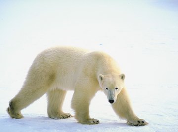 Polar bears are just one of the environmental dangers found in the tundra.