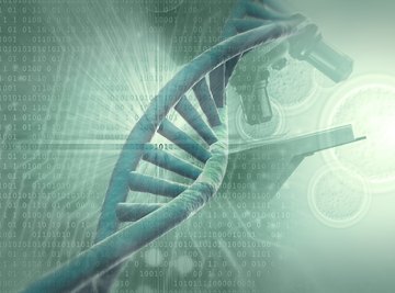 Genes are bits of information along double-sided chromosomes.