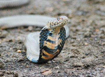 large cobra snake