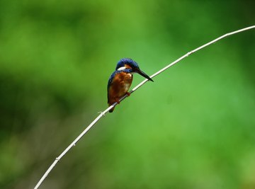 Hummingbirds are entertaining to watch.