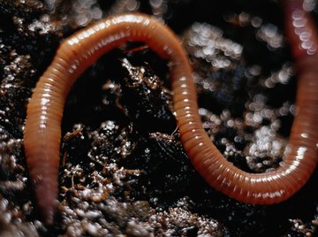 Red worms decompose dead plant and animal matter in the soil.