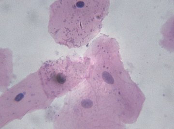 RNA polymerase elongates RNA during transcription.