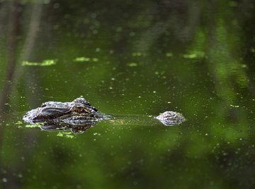 Alligators dominate Louisiana wetlands statewide.