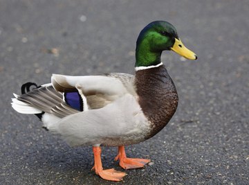 Ducks typically live up to 10 years.