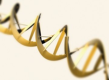 DNA found in cells assumes a double helix structure.