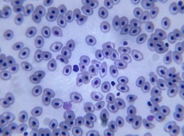 These eukaryotic cells undergo mitosis during cell division.