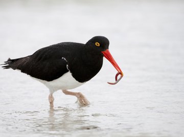 Bird with a worm in its mouth.