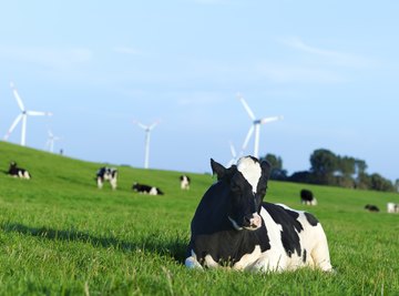 Selectively breeding cows with a high milk yield is economically advantageous.