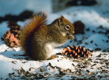 Squirrels are cute until they damage your property.