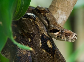 What Adaptations Do Anacondas Have to Survive