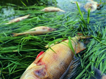 Dead fish after an environmental incident