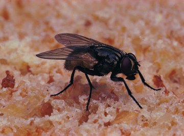 Fly larva are sometimes called wrigglers.