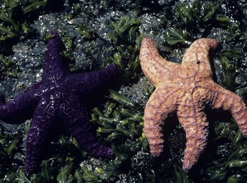 Starfish cycle energy by acting as decomposers.