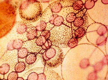 The many different proteins, lipids and sugars found on the cell surface can look like a mosaic.