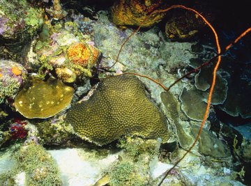 Coral reef live at the bottom of shallow ocean floors.