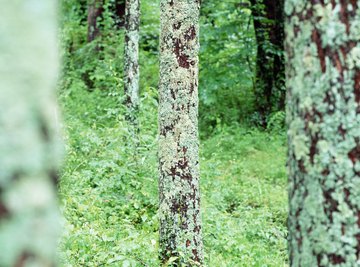 Lichens on tree trunks don't harm the trees.