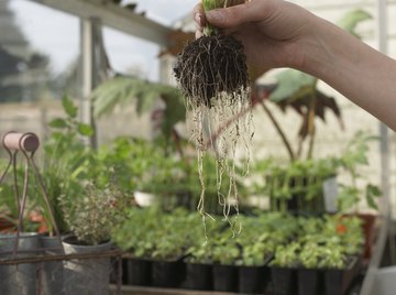 An experiment can help determine the conditions in which plants grow best.