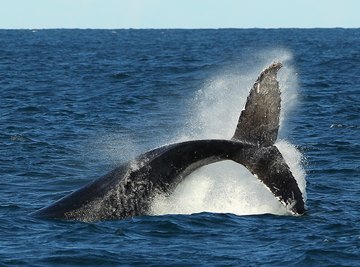 A humpback whale tail breaches the surface near Sydney, Australia