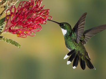 A white-throated hummingbird.