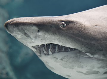 What Kinds of Sharks Are in Myrtle Beach, South Carolina