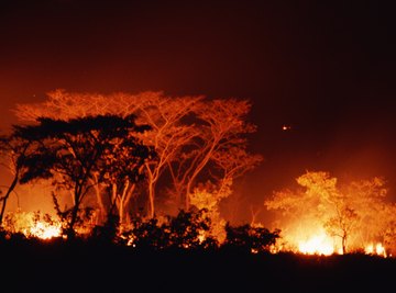 Destructive as a forest fire may seem, forests often regrow in their wake.